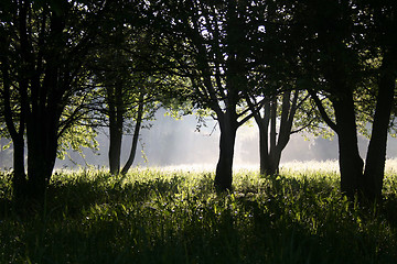 Image showing sunrise in the garden