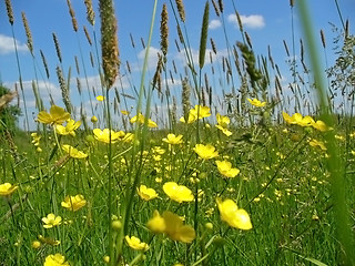 Image showing summer flowers