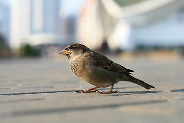 Image showing Sparrow