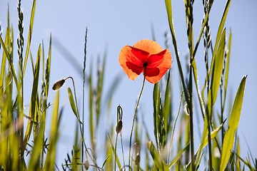 Image showing Corn Poppy Flowers Papaver rhoeas