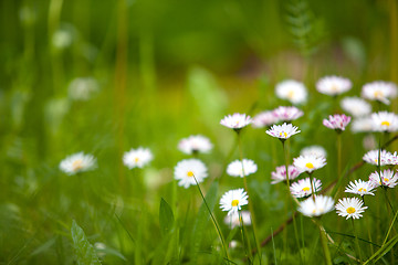 Image showing Spring Meadow