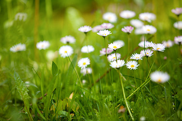 Image showing Spring Meadow