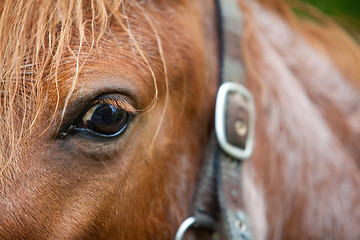 Image showing Horse head