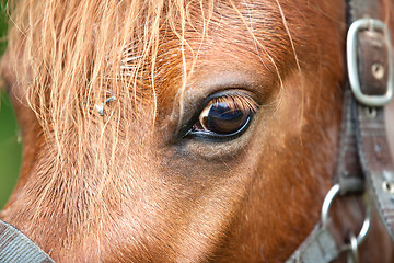 Image showing Horse head