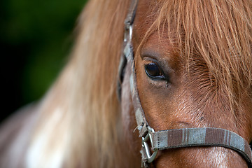 Image showing Horse head