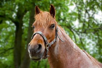 Image showing Horse head