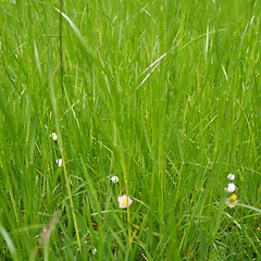 Image showing Grass meadow