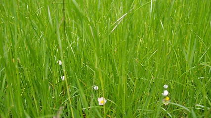 Image showing Grass meadow