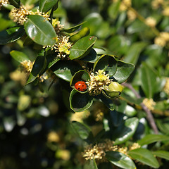 Image showing Beetle