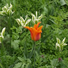 Image showing Tulips