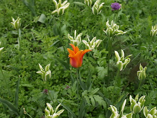 Image showing Tulips