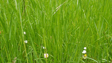 Image showing Grass meadow