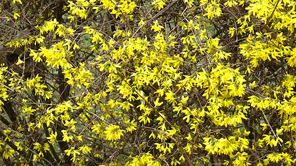 Image showing Forsythia flowers