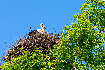 Image showing Stork