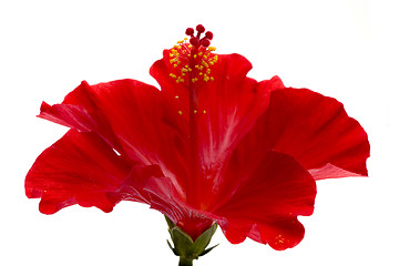 Image showing red hibiscus isolated on the white background 