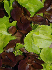 Image showing Red and Green Babyleaf