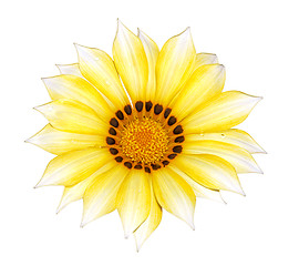 Image showing Yellow Gazania