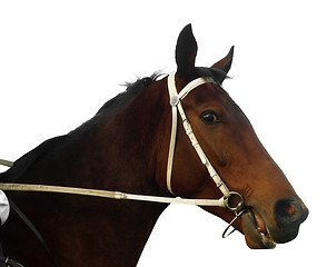 Image showing Bay Racehorse