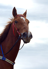 Image showing Chestnut racehorse