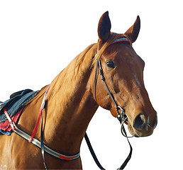 Image showing Chestnut Racehorse