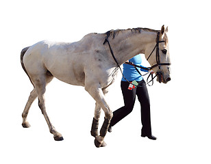 Image showing Dappled Racehorse and Handler