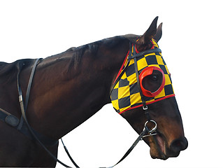 Image showing Racehorse with checkered blinkers