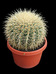 Image showing Cactus in Pot 