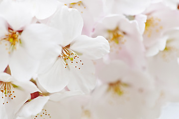 Image showing Apple blossoms