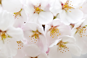 Image showing Apple blossoms