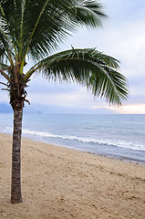 Image showing Palm tree on beach in Puerto Vallarta Mexico