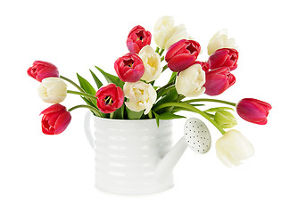 Image showing Red and white tulips