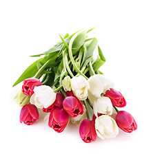 Image showing Red and white tulips