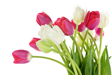 Image showing Red and white tulips