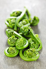 Image showing Fiddleheads