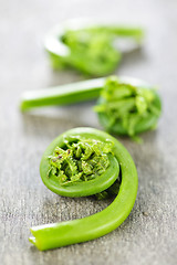 Image showing Fiddleheads