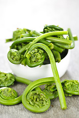 Image showing Fiddleheads