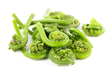 Image showing Fiddleheads