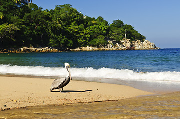 Image showing Pelican on beach in Mexico