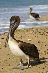 Image showing Pelicans on beach in Mexico