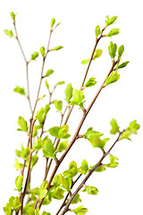 Image showing Branches with green spring leaves