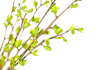 Image showing Branches with green spring leaves