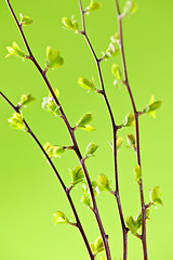 Image showing Branches with green spring leaves