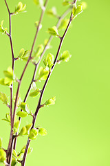 Image showing Branches with green spring leaves