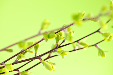 Image showing Branches with green spring leaves