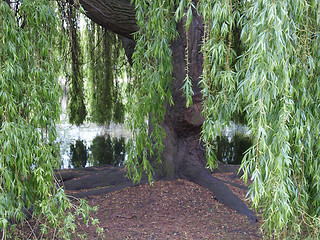 Image showing Weeping Willow