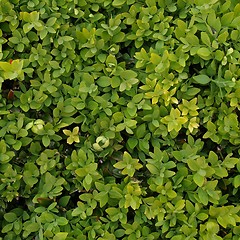 Image showing Leaves background