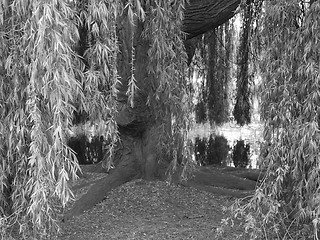 Image showing Weeping Willow