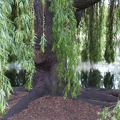 Image showing Weeping Willow