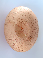 Image showing Cracked egg