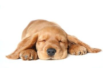 Image showing English Cocker Spaniel puppy sleeping
